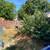 🌳🍂ONE-TIME YARD CLEAN-UP – FREE ESTIMATES – CALL/TEXT (916) 821-4150 2 thumbnail