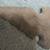 HAND KNAPPED EAGLE EFFIGY - FLINT ARTIFACT?? 4 thumbnail