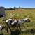 Boer buckling 2 thumbnail
