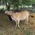 Zebu Bull - Cow Pair 2 thumbnail