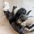 Kittens 2 thumbnail