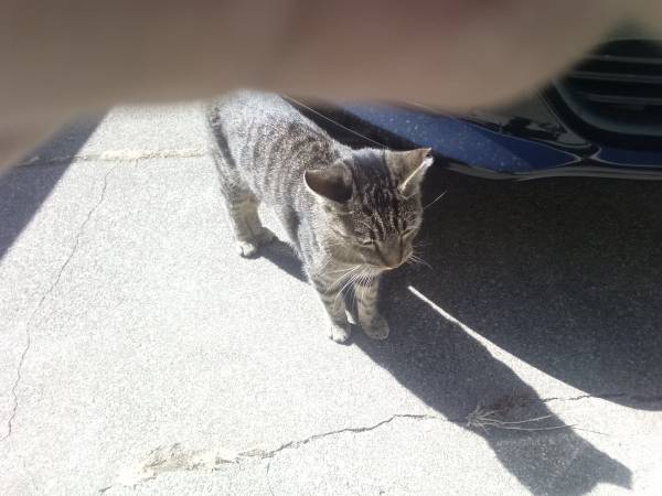 Regalo gratis de gato de alrededor de 7 meses de edad (Fairfield California)63874129850241121