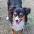 Mini American Shepherd (Aussie)/ Corgi puppies 7 thumbnail