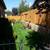🐞 Birchfield Gardening Lawn Maintenance, Clean Ups, Sprinkler Repair 7 thumbnail