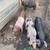 Piglets 1 thumbnail