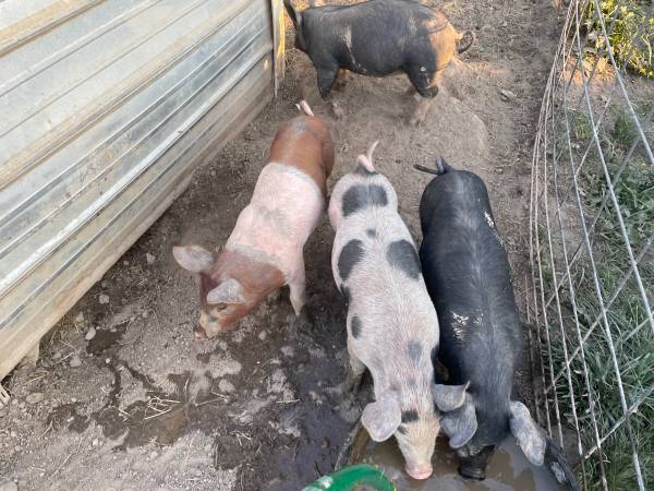 Piglets 1