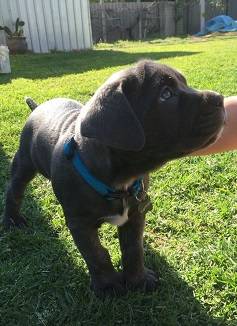 Waitlist litter cane corso 1