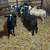 Hair sheep 1 thumbnail