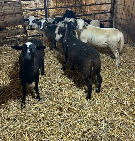 Hair sheep 1