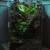 Custom Bioactive Terrariums and Reptile Enclosures 8 thumbnail