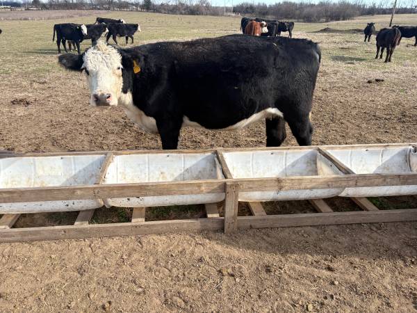 Hereford Cows Black Hereford Heifer due to calve in March! 1