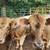 Mid Size Mini Highland Cross Cows 1 thumbnail