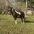 Pony from Chincoteague with Filly on her side - Faith and Sable 2 thumbnail