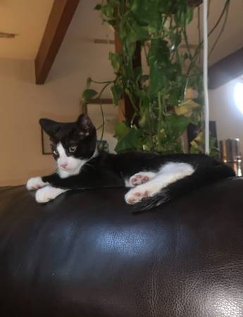 Male kittens in need of homes asap! (Stroudsburg)63654757551747124
