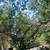 Tree removal tree service/landscaping junk removal 6 thumbnail