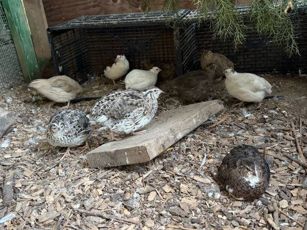 Jumbo coturnix quail 1