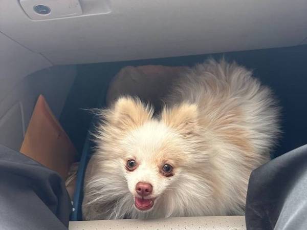 Pomeranian male (Laredo)