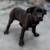 CANE CORSO FULL AKC 7 thumbnail