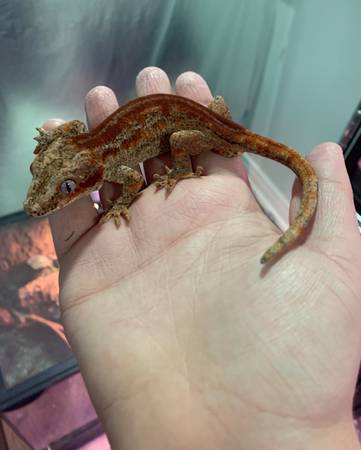 Geckos for rehoming (Franklin Park)64043043067267122