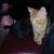 ORANGE TABBY KITTEN 5 thumbnail