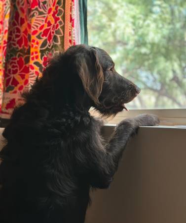 Lost brown male lab mix! (Benson)63410831916931121