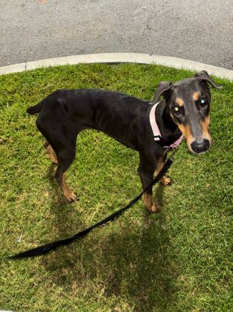 Rehoming our doberman63894602665090122