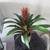Colorful plants in cermic planters 6 thumbnail