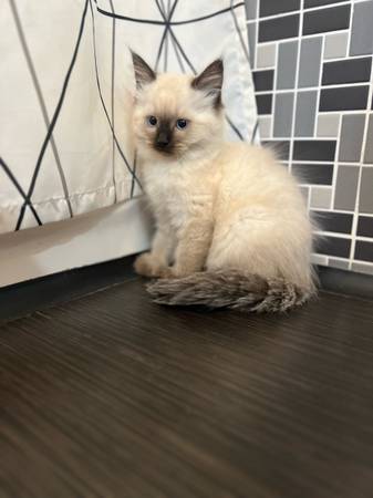 Warm and fluffy Kittens (Kent)63853558614017122