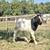 Boer buck goat 9 thumbnail