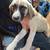 Help finding puppies a good home 2 thumbnail