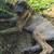 Outdoor Rescued puppies 8 thumbnail