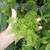 Petticoat Ferns Now on Sale 2 thumbnail