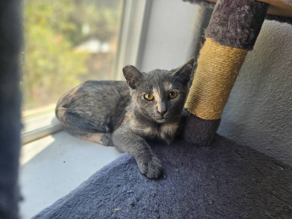 Calico Tortie kittens for Rehoming $50 spayed, vaccinated & chipped (morgan hill)63890025944193120