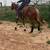 3 Year Old Gelding 2 thumbnail