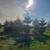 White Pine Trees Balled and Burlapped 4 thumbnail