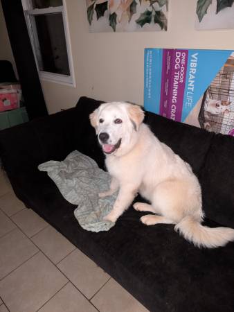 Pyrenees (Huntsville)64319208409858120