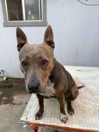 Almost 2 years need gone asap 50$ (Sacramento)63848981299203122