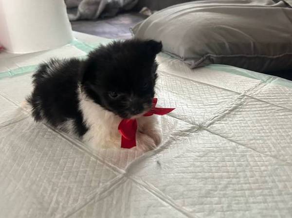 Ready for their forever home 1