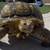 Tortoise. 2 thumbnail