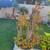 Plant 2 thumbnail