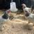 4 Light Brahma Chicks 4 thumbnail