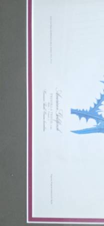 American goldfinch 1