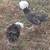 Polish Silkie chicken 6 thumbnail