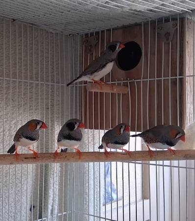 Zebra finches (Harker Heights)63898901825667121