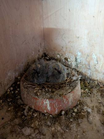 Blue Bar proven racing pigeons 1