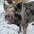 3 Friendly pigs 5 thumbnail