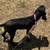 Black cocker spaniel female 2 thumbnail