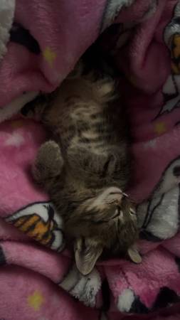 Kitten para reubicar (Silver Springs)63861782102273120