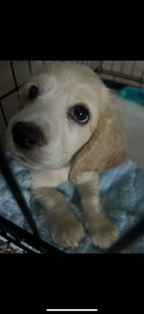 Cocker Spaniel ready for a new home (Tolleson)63967426313731122
