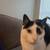 Male Cat named Charlie 1 thumbnail